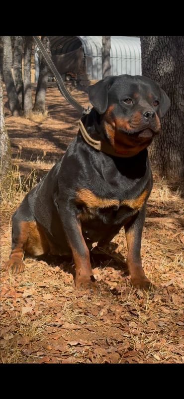 Xena vom Cherniy Kumir sitting beside a tree.