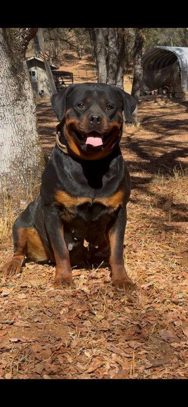 Xena vom Cherniy Kumir sitting outdoors and facing the camera.
