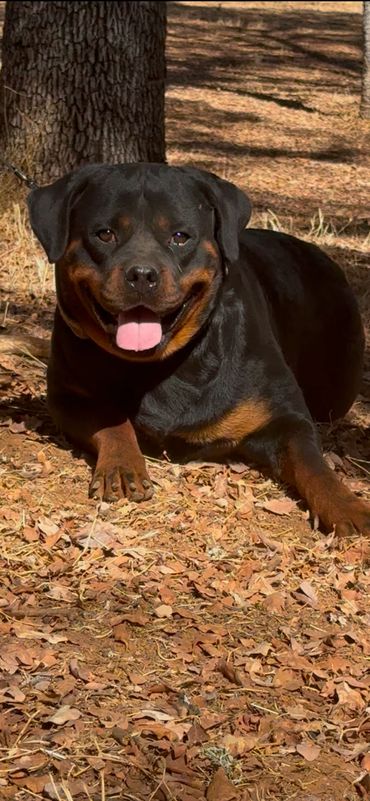 Xena vom Cherniy Kumir lying on fallen leaves.