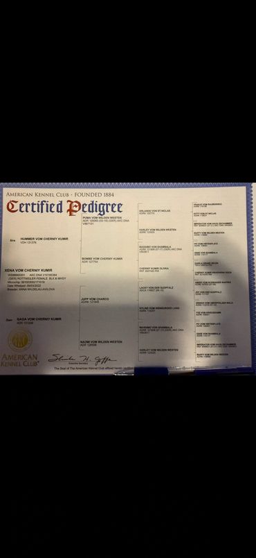 AKC certified pedigree for Xena vom Cherniy Kumir, listing sire Hummer vom Cherniy Kumir and dam Gag