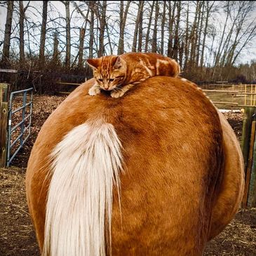 Click the image to view "Why does Pet Therapy Work" on YouTube from SciShow Psych.