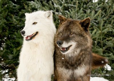 Arctic and Grey Wolf at Summerfield Zoo, zoo near me