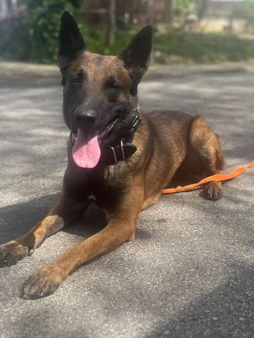 Purposeful Canines Roscoe excels in advanced training for working dogs.