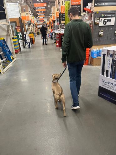 At Purposeful Canines, dogs learn heeling in distracting settings, not just in a classroom.