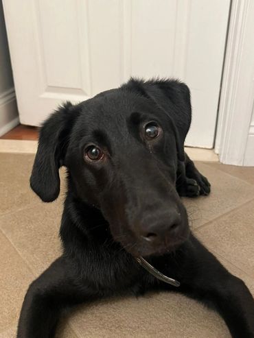 Purposeful Canines puppy development learning impulse control.