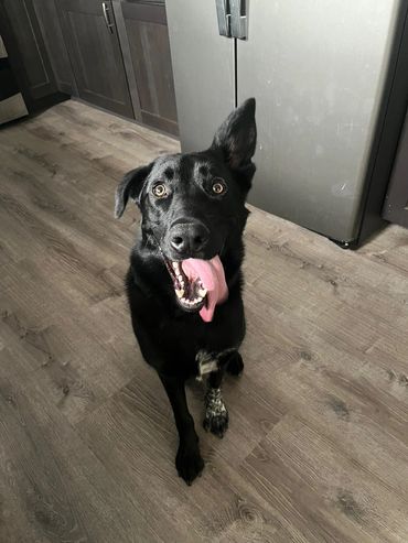 Purposeful Canines off-leash dog training Kobe working on implied sit near thresholds.