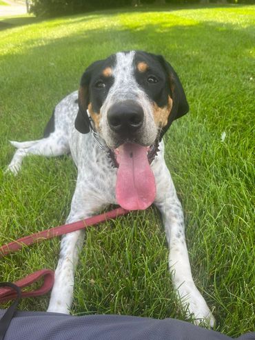 Purposeful Canines mobile training brings puppy training to you.