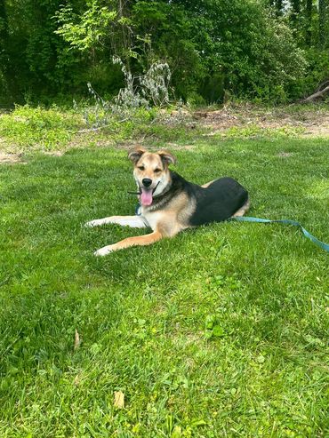 Purposeful Canines off-leash training Buddy showing off his down stay.