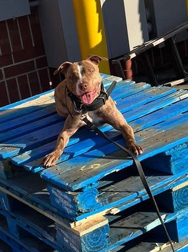 Advance Obedience Training, getting creative with place and increasing confidence for Myla.