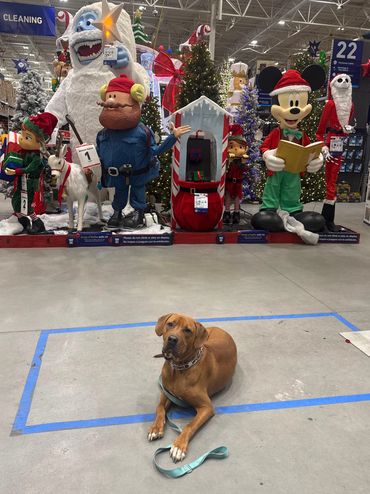 Otis the lab mix in training at Lowes holding a down in front of christmas decorations.