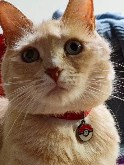 Close-up of a cream-colored cat wearing a red collar with a Pokeball tag.