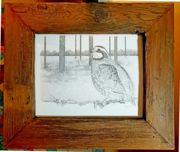 Pencil drawing of bob white quail sitting on barbed wire