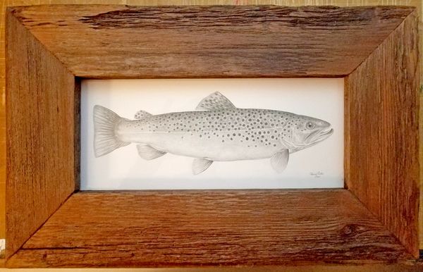 framed brown trout pencil illustration in barnwood frame