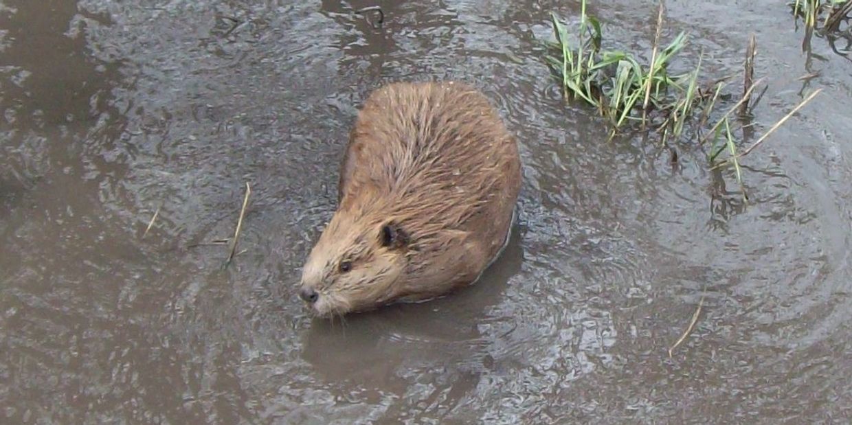 Beaver swimming in a creek.