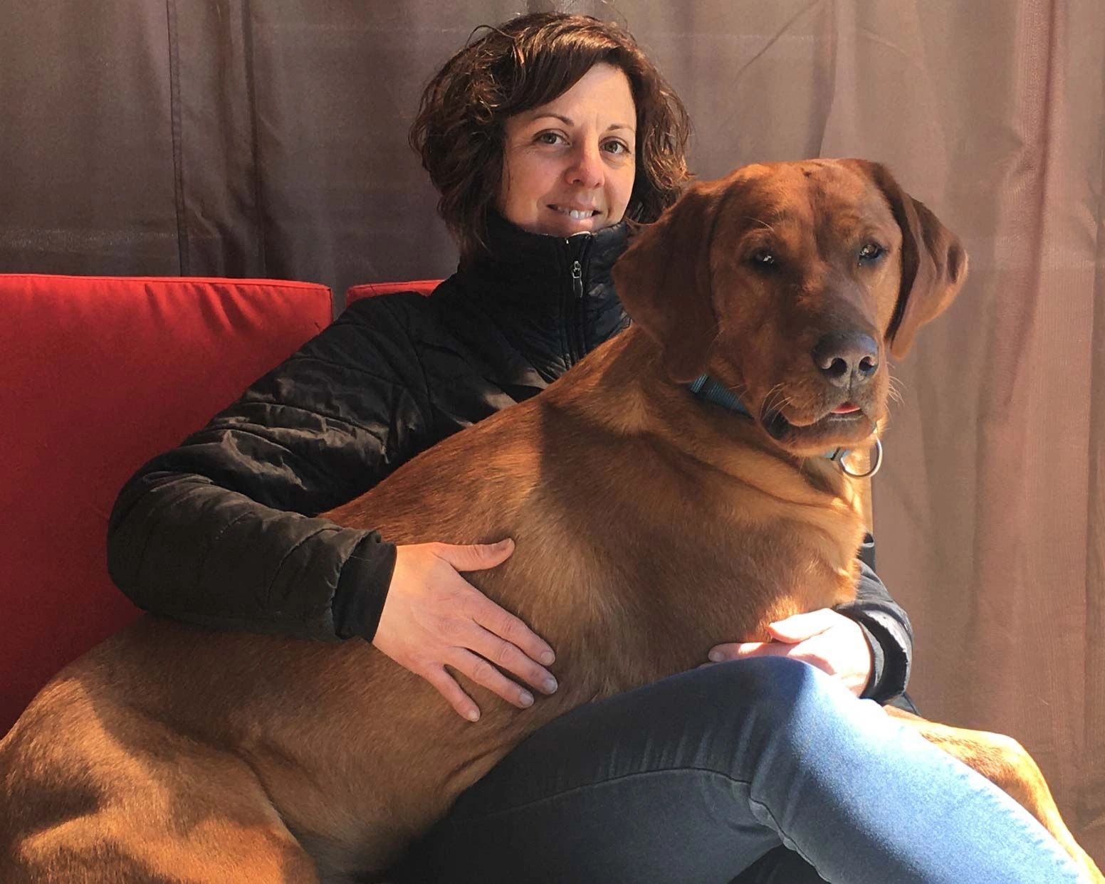 Labrador retriever Red fox, labrador blond