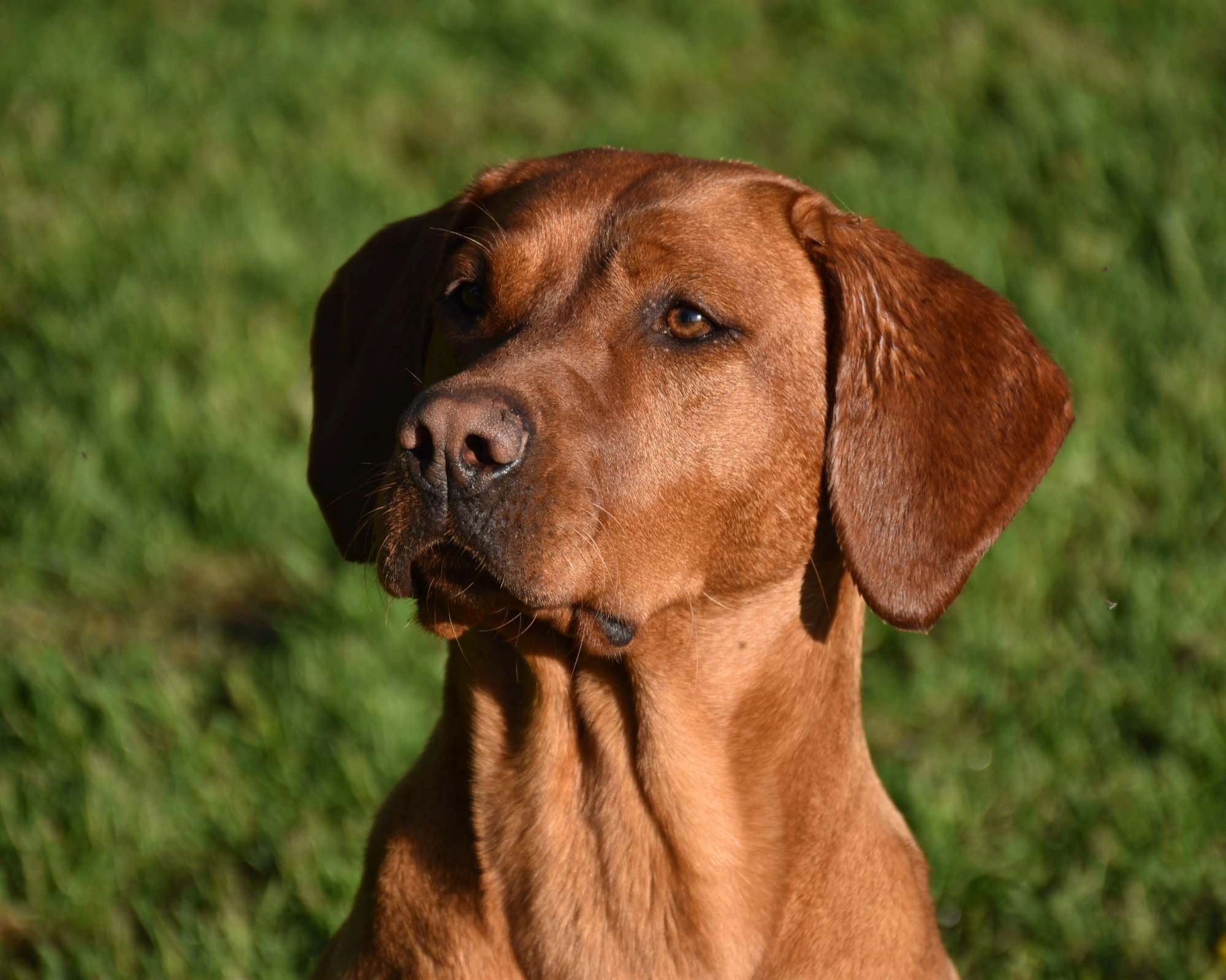 Elevage Labrador Red fox, Elevage labrador blond, labrador américain, excellent chien de famille
