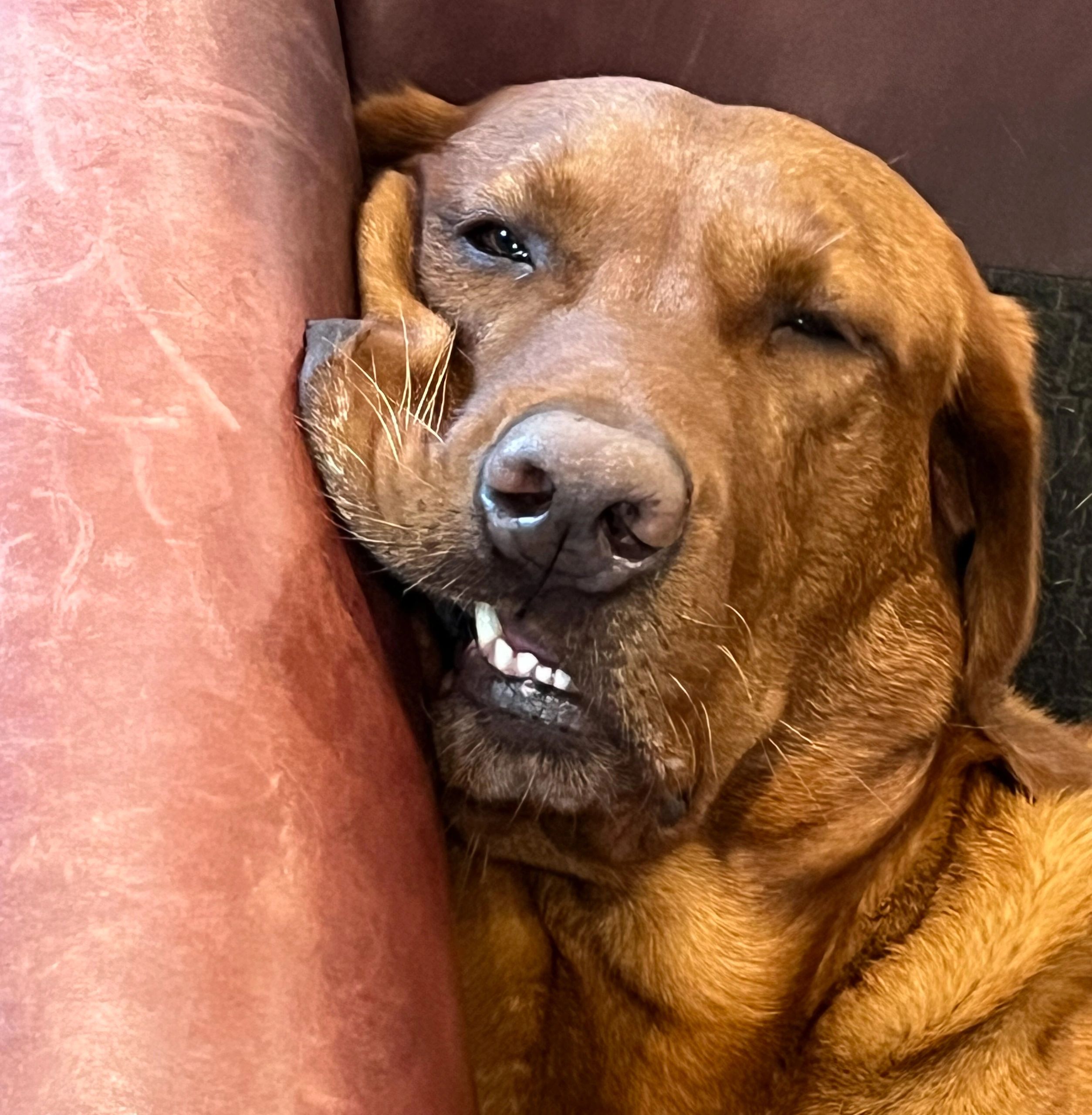 Labrador retriever Red fox, labrador blond