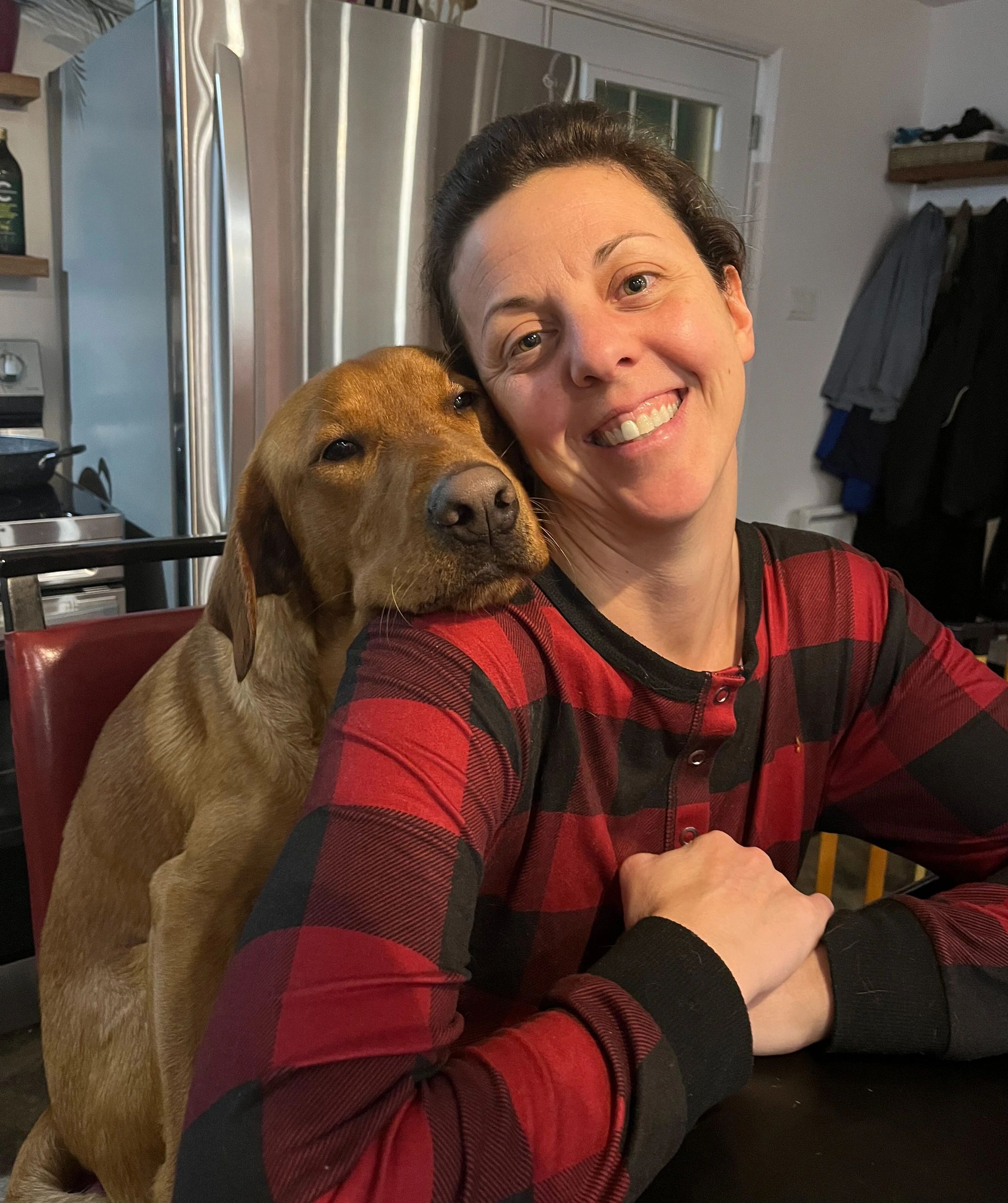 Labrador retriever Red fox, labrador blond