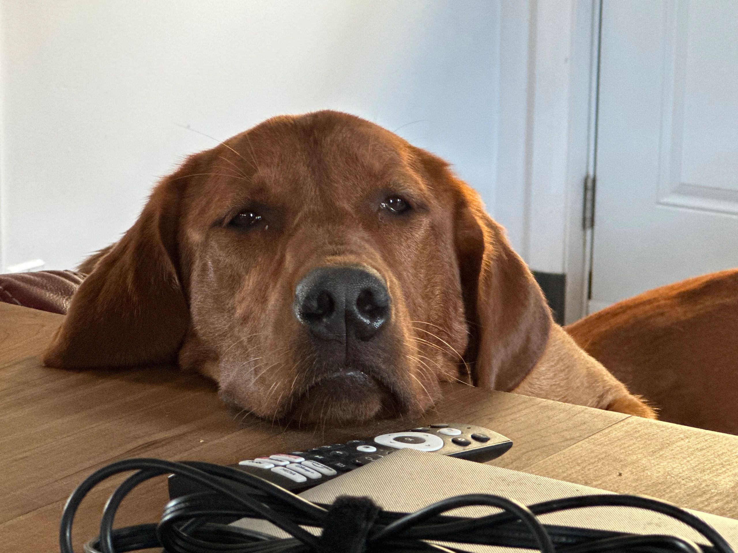 Labrador retriever Red fox