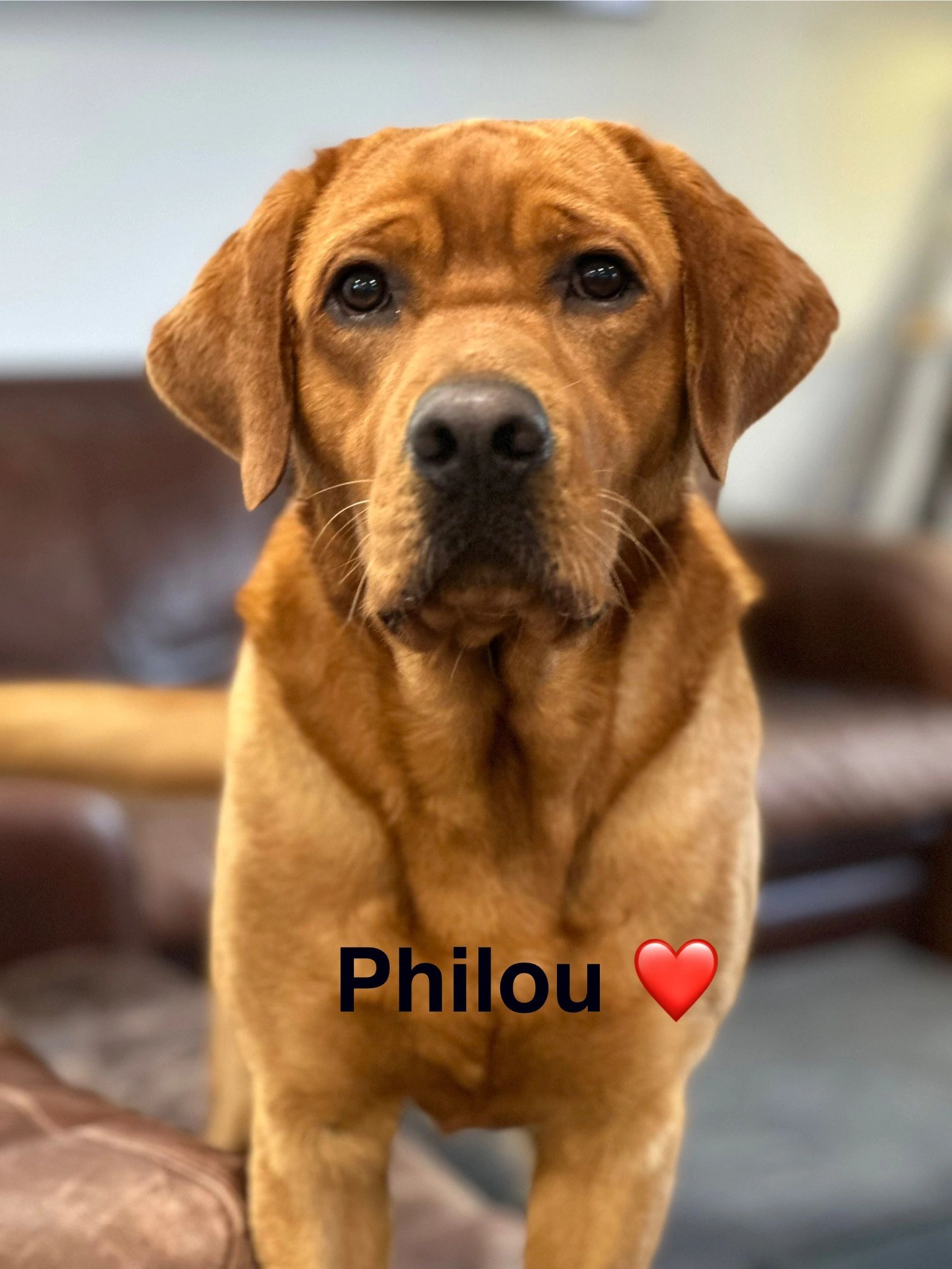 Labrador retriever Red fox, labrador blond