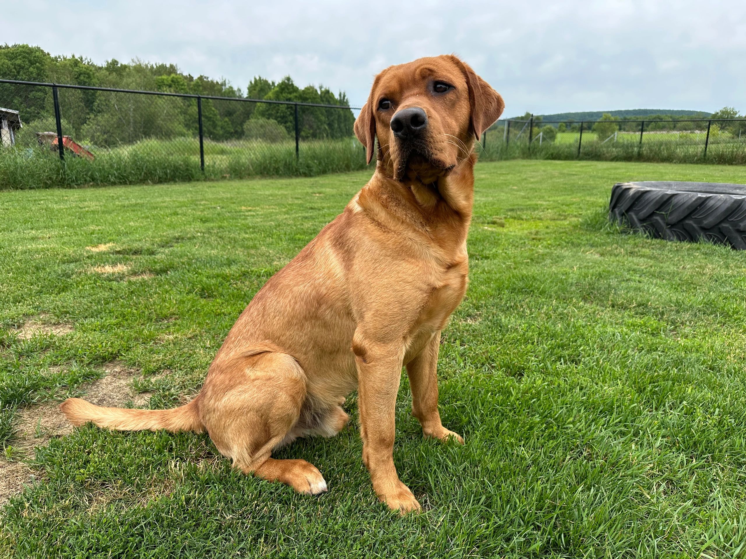 Labrador retriever Red fox, labrador blond