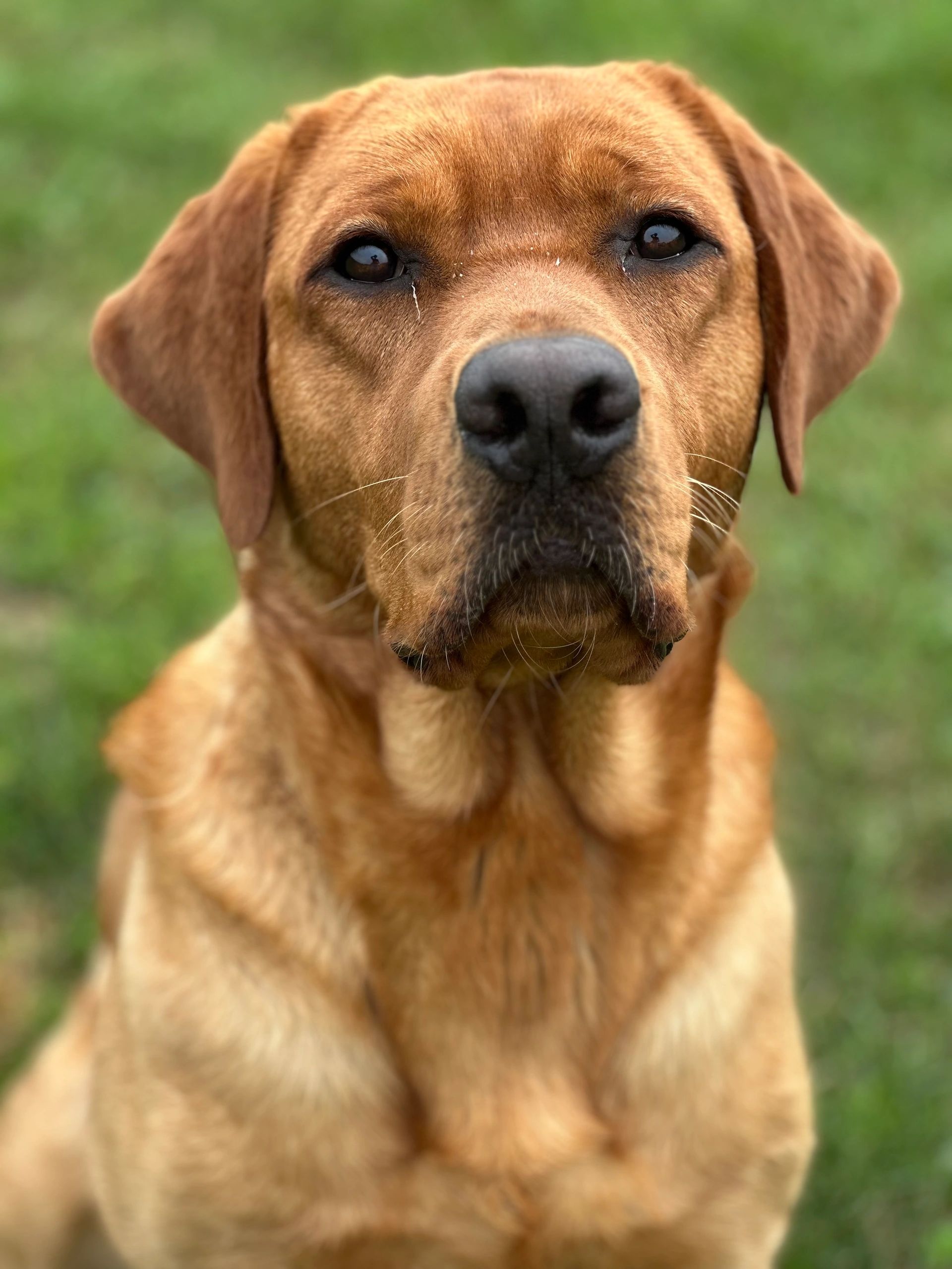 Labrador retriever Red fox, labrador blond