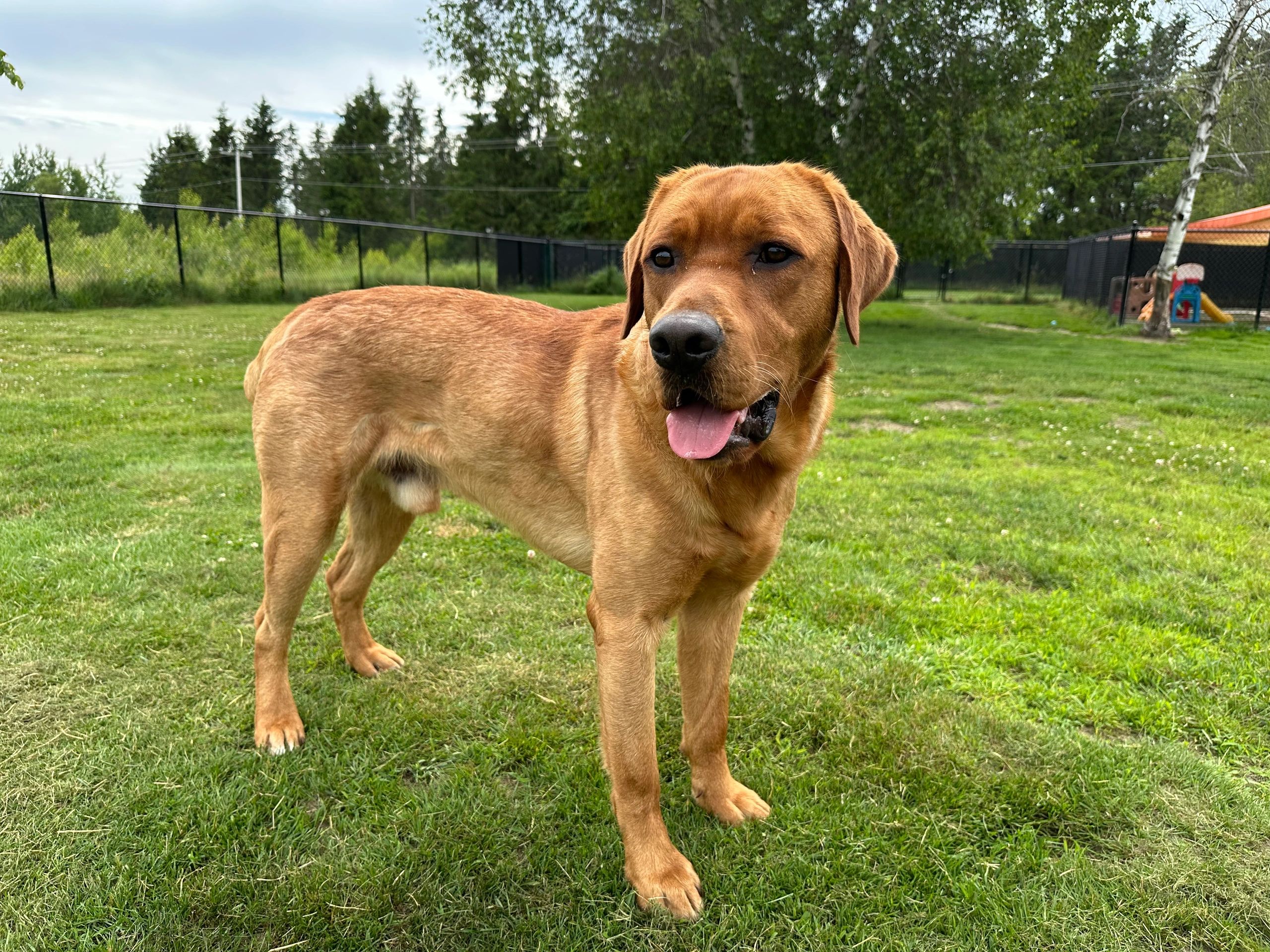 Labrador retriever Red fox, labrador blond