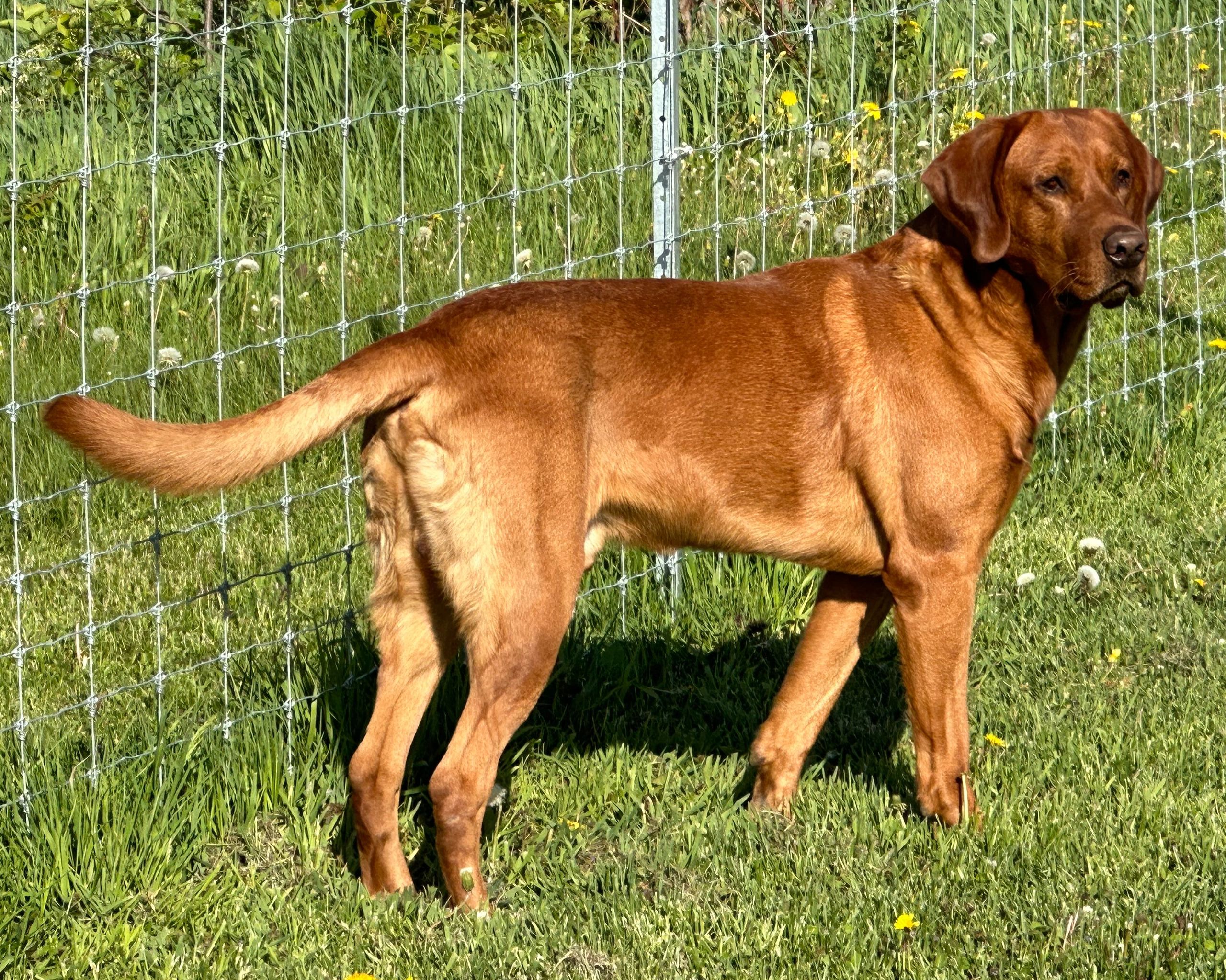 Labrador retriever Red fox, labrador blond
