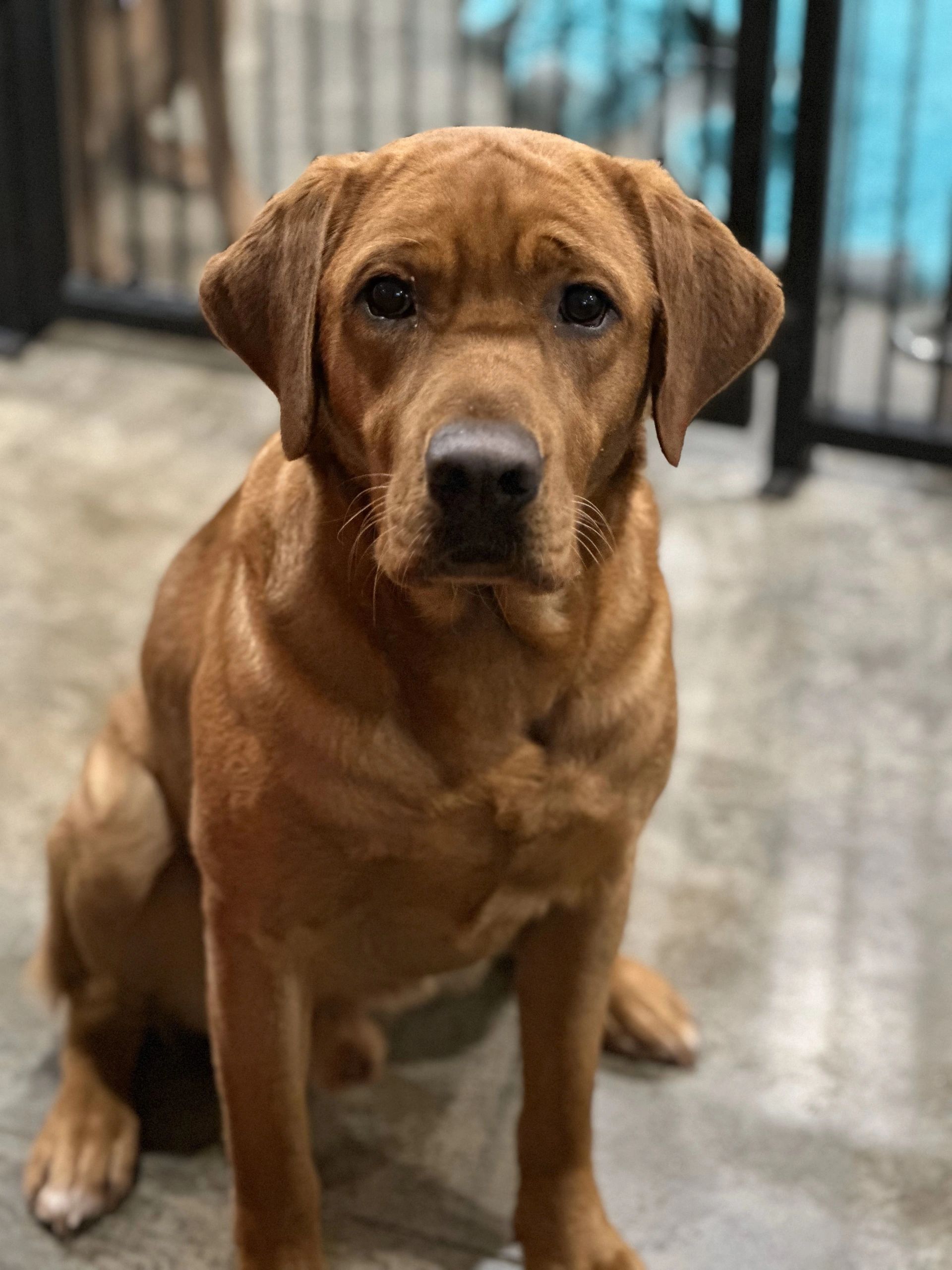 Labrador retriever Red fox, labrador blond