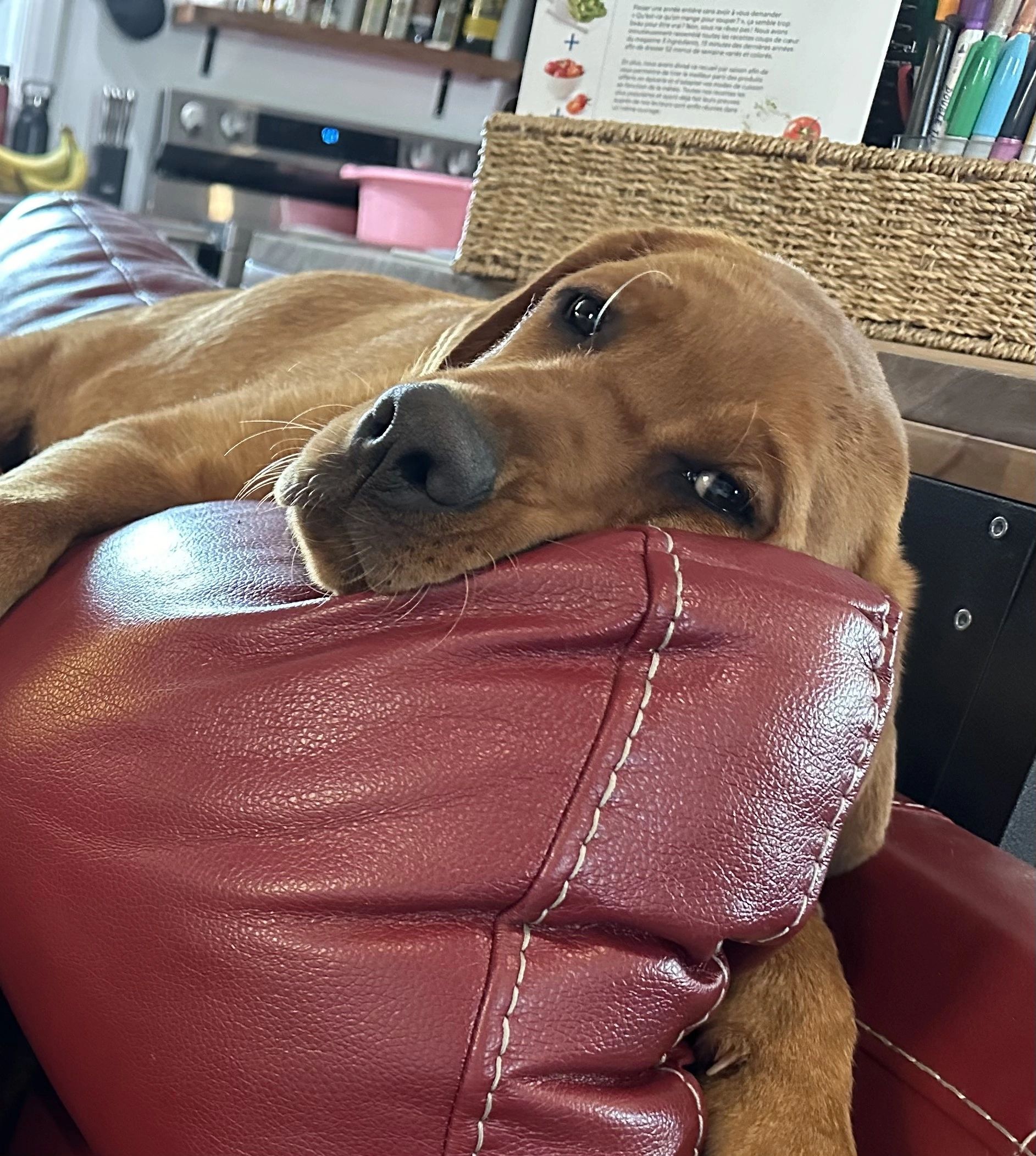 Labrador retriever Red fox, labrador blond