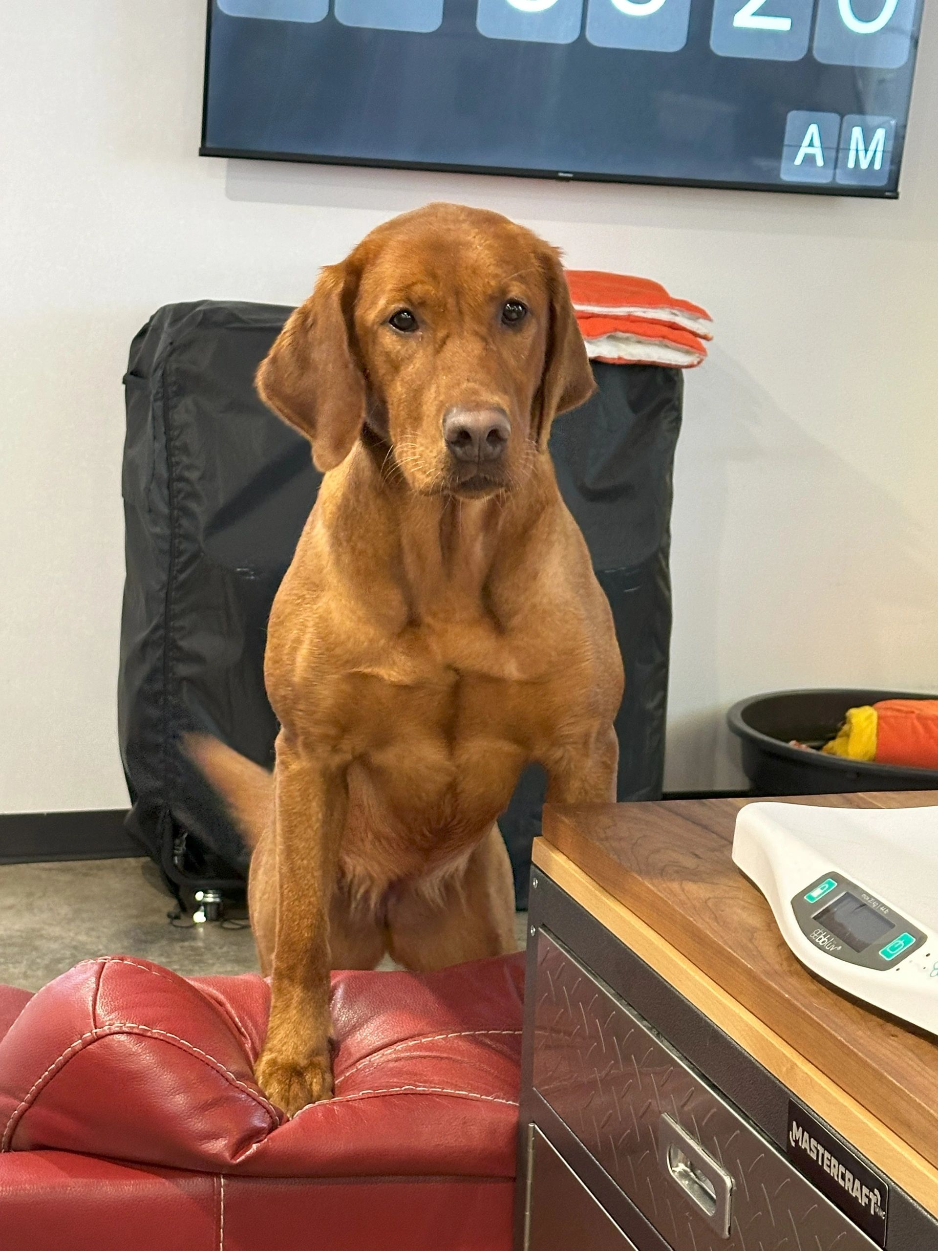 Labrador retriever Red fox