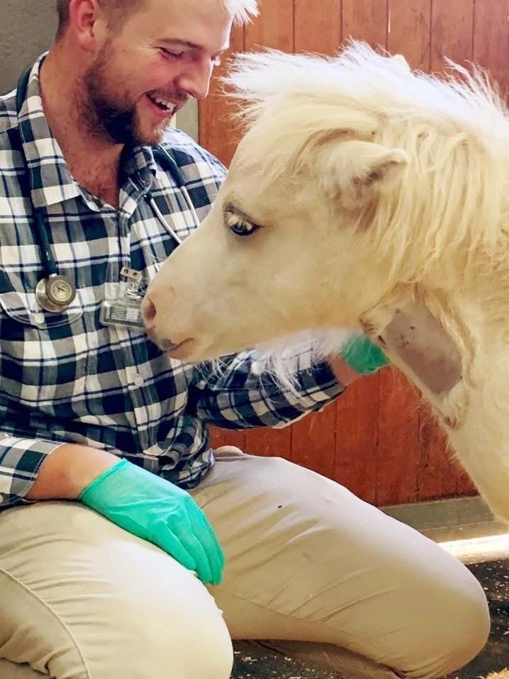 Equine vet treating  miniature horse