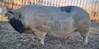 A large pig standing on dry ground near a fence.