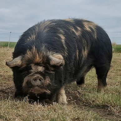 A large, black and tan pig with thick fur stands on grass.