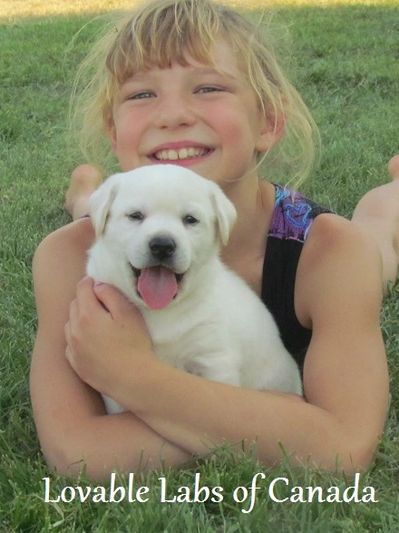 A young girl hugging a Labrador puppy