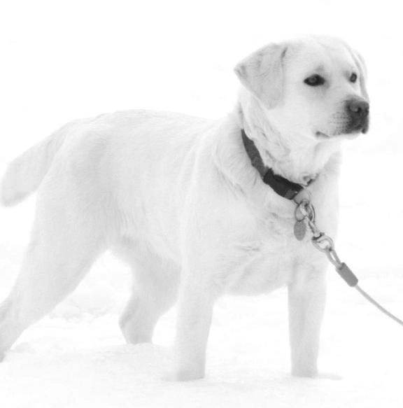 A white dog on snow