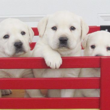 White Labrador puppies