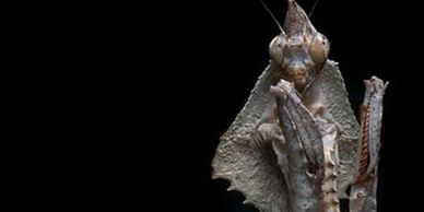 Black Darth Vader mantis