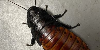 Giant cockroach