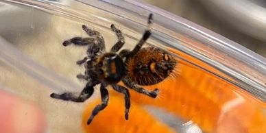 Jumping spider