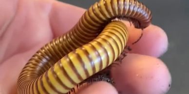 Golden millipede being held