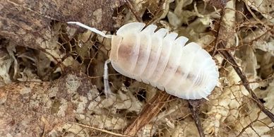 White isopod