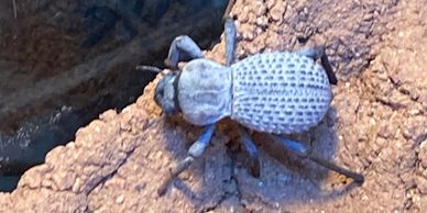 Blue death feigning beetles