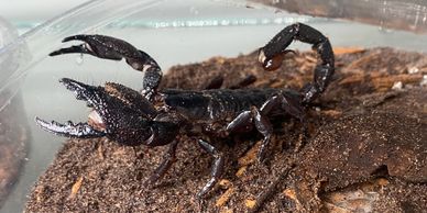 Black scorpion poised to strike!