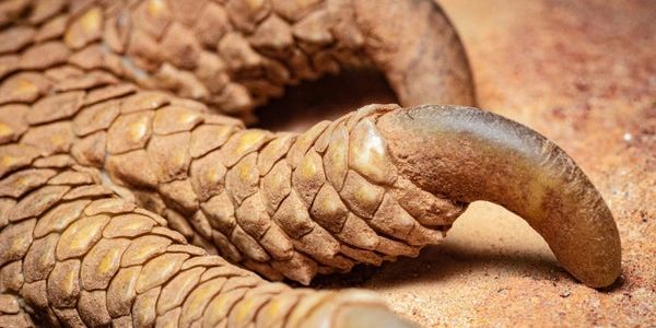 Lizard foot and nails
