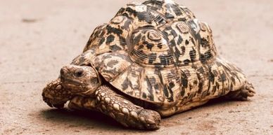 Leopard tortoise