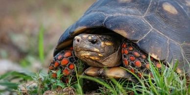 Red footed tortoise in the grass