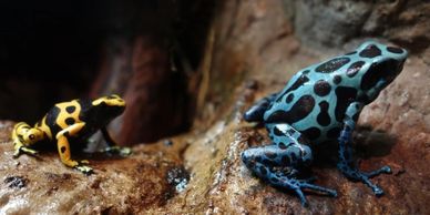 Yellow and blue dart frogs