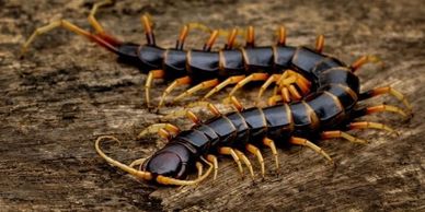 Yellow and orange Vietnamese centipede.