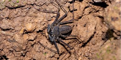 Tailless whip scorpion on wood